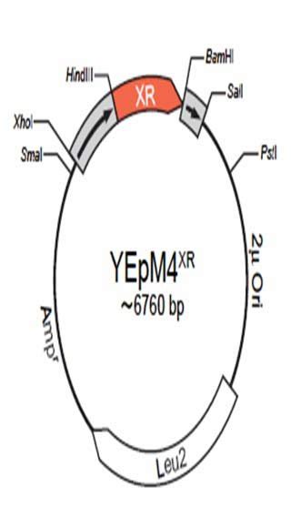 yepmiv|Schematic diagram of yeast expression vector YEpM4.